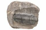 Prone Crotalocephalina Trilobite - Atchana, Morocco #216503-1